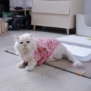 꼬맹이´S | 강아지 커플룩 브랜드 큰강아지｜고양이에게 입혀본 솔직후기