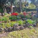 세화 동백그늘 이미지