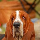 허쉬퍼피 이미지