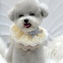 쉬리펫살롱 이미지