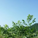 백우농장 이미지