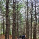 대전 계산동 리기테다소나무숲(11) 이미지