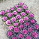 한빛 꽃농원 이미지