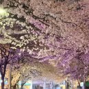 함께걷는길 | [홍대 방탈출] 이스케이퍼스 ‘만약, 당신이 길을 잃었다면’ 후기 | 벚꽃과 함께 걷는 감성 테마