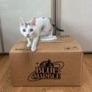 먼지 없는 고양이 모래 블루마블 무인도 샌드 사용 후기