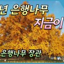 원주 반계리 은행나무 '장관' 대한민국 최고의 800살 은행나무가 드디어 황금기 이미지