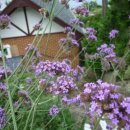 해돋이 펜션 이미지