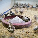 코리안덕 이미지