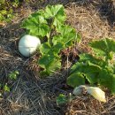 호박넝쿨 이미지