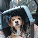 블리빵빵 이미지