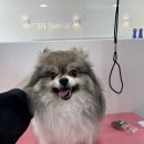 샤인펫 (Shine pet) 이미지