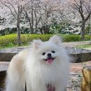 평전로 | 김해애견미용실 깨비네목욕탕 포메라니안 맞춤애견미용 프리미엄 스파 후기