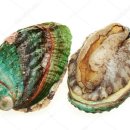 Greenlip Abalone 이미지