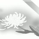 (주)합천장례식장 Daum카페