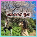 애견종합병원 | 이제 아프지 말기! (센텀종합병원 수술 후기)