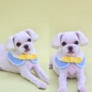 꼼꼼하개 이미지