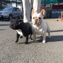 단디프렌치 이미지