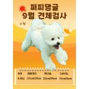 퍼피댕글 이미지