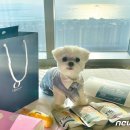 도그패밀리 이미지