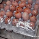 목사내아 이미지