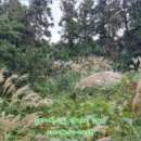 남원읍-95 이미지