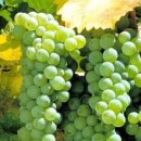 바렘