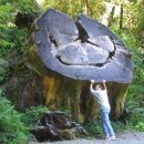 그루터기 이미지