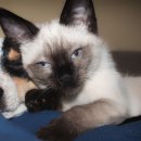 강아지와고양이 이미지