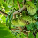 큰승주약국 이미지