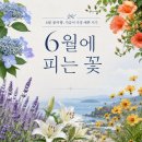 백양고 담장화단 일원 | 6월에 피는 꽃 미리 보기 지금부터 6월 꽃여행 계획 세워봐요