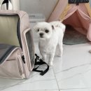 오마이펫 이미지