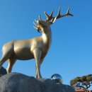 하늘을 품은 사슴 이미지