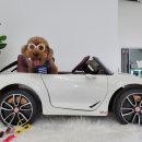 코아애견 이미지