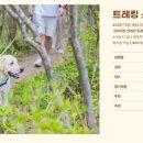 내사랑댕댕이 이미지