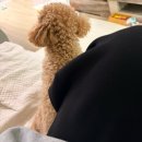 소중한청소 | [하이혜니의 일상] 토,일 소중한 주말의 기록 (군체관람후기, 신혼집청소)