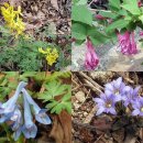 바람결에-해빙 | 삼척 두타산~청옥산