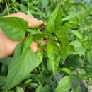 당뇨환우에게 희소식 -유기농 살리초고추잎, 홍고추 수확 이미지