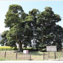 관매도 후박나무 이미지