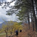 4월2일(토)용문볼렛길트레킹및산수유축제 이미지