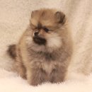 스타일독 이미지