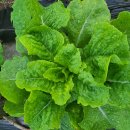 화왕산자연휴양림 이미지