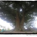 청용1리 이미지