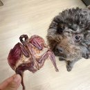 댕큐베리 이미지