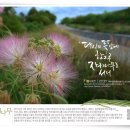 나무한그루 Daum카페