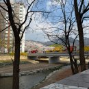 호원1동 주민센터 | 2026 의정부 호원 벚꽃 페스타 축제 중랑천 벚꽃 구경과 폐건전지 교환 꿀팁