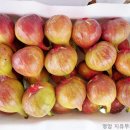 지유농장 이미지