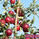 성애농장 이미지