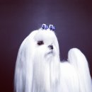 아리스타펫호텔 이미지