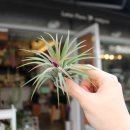 라떼플로라 이미지