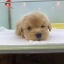 상도그 검암점 이미지